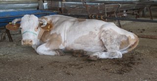 Elazığda Kurbanlıklar Pazara İndi