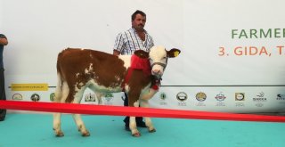 En İyi Buzak Ve Malak Belli Oldu
