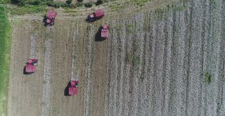 Antalyada Beyaz Altında Hasat Başladı