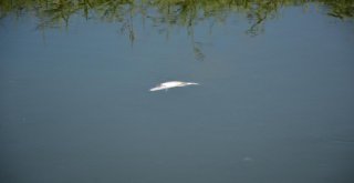 Sinop Sarıkum Göletinde Balık Ölümleri