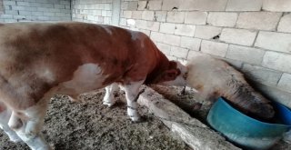 Hırsızlıktan Şüphelendi Gördüklerine İnanamadı