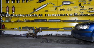 (Özel Haber) Biberonla Beslenen Oğlak Oto Sanayinin Maskotu Oldu