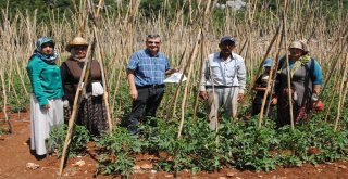 Domates Güvesi Ve Akdeniz Meyve Sineğine Karşı Mücadele