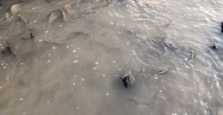 Baraj Önünde Sıkışan Balıklar Havasızlıktan Telef Oluyor