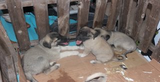 Sivas Günlerinin İlgi Odağı 100 Kiloluk Kangal