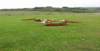 Genç Çiftçi Projesi Yüz Güldürüyor