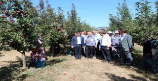 Cumhurbaşkanı Yardımcısı Oktay Örnek Bahçede İşçilerle Elma Hasadı Yaptı