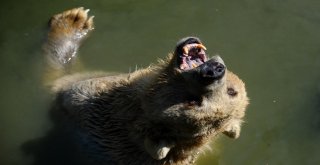 Sıcaktan Bunalan Ayıların Buzlu Meyve Keyfi