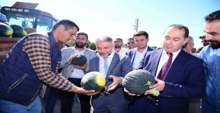 Kahramankazan Kavunu Pazara İndi