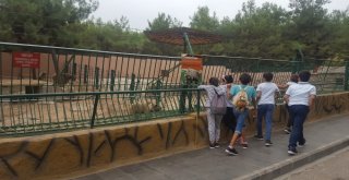 Çocuk Evlerinde Kalan Çocuklar Gaziantepi Gezdi