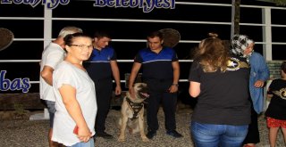 Aracın Arkasına Bağlayıp Sürüklenen Köpek Turizm Zabıtası Oldu