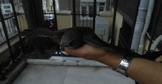 Tekirdağda Ebabil Kuşu Bulundu