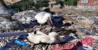 Yaralı Leylekleri İtfaiye Kurtardı