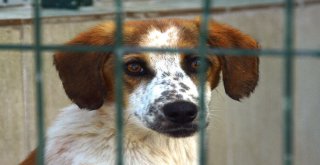 Kastamonu Belediyesi Sokak Hayvanlarını Unutmuyor