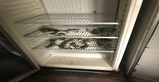 Polis Ve Jandarmadan Uyuşturucu Operasyonu
