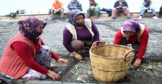 14. Ayvalık Zeytinyağı Hasat Günleri İçin Geri Sayım