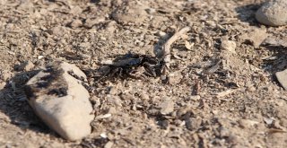 Foçada Denizdeki Kirlilik Havadan Görüntülendi