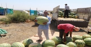 Onlarca Kiloluk Karpuzlar Görücüye Çıktı