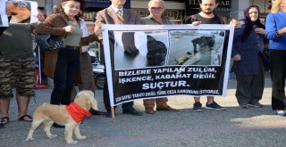 Balıkesirli Hayvan Severlerden 4 Ekim Açıklaması