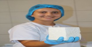 (Özel Haber) Ezine Peynirinin Sırrı Otlayan Koyun, Keçi Ve İneklerde Gizli