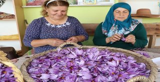 Kilosu 30 Bin Tl Olan Safranda Hasat Başladı