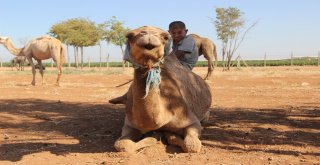 Şanlıurfada Yetiştirilen Kurbanlık Develer Alıcılarını Bekliyor