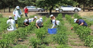 (Özel Haber) Hem Üniversite Okuyor, Hem De Organik Sebze Üretiyorlar