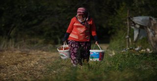 Yediveren Çileği Çiftçinin Yüzünü Güldürdü