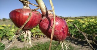 Kuru Soğanda Üzücü Tablo