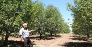 Bu Yıl Vişne Dalları Boş Kaldı