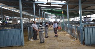 Kurbanlık Almak İçin Bayram Günün Beklediler