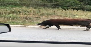 İneklere Yapılan İşkence Gibi Uygulama Görenleri Şok Etti