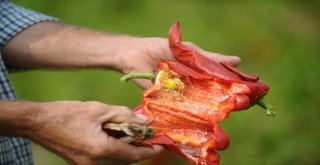 Bursada Tarlaları Fareler İstilâ Etti