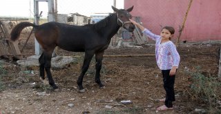 Çalındı Denilen İngiliz Atı Ve Yavrusu Bulundu