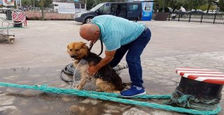 Bu Köpek Yetenekleri İle Şaşırtıyor