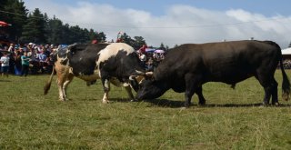 Asırlık Festival Renkli Görüntülere Sahne Oldu