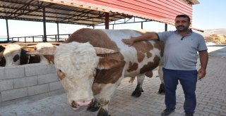 1 Ton 700 Kilo Ağırlığındaki Kurbanlık Danayı 40 Bin Tlye Satıyor
