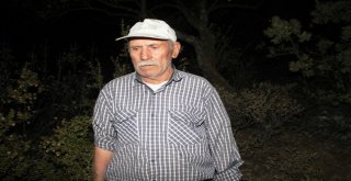 Ayvalıkta Zeytinlik Yangını