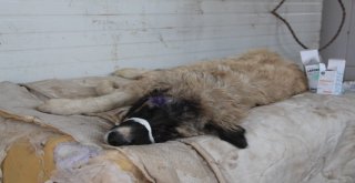 Yaralı Köpeğe Belediye Sahip Çıktı