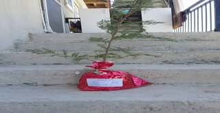 Düğünlerine Fidanlı Davetiye Gönderdiler