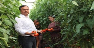 Çalda 3 Yıl Önce Başlatılan Örtü Altı Seracılık Meyvelerini Vermeye Başladı