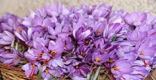 Kilosu 30 Bin Tl Olan Safranda Hasat Başladı