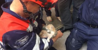 (Özel) Sultanbeylide Su Borusuna Sıkışan Yavru Kedileri İtfaiye Kurtardı