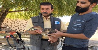 Yaralı Erguvani Balıkçıl Kuşu Tedavi Altına Alındı