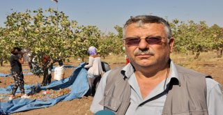 Üniversite İle Yapılan İşbirliği Fıstık Üreticisinin Yüzünü Güldürdü
