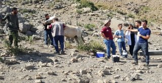 Terörün Yerini Huzura Bırakması İle Dağlar Ve Yaylalar Şenlendi