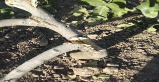 Siirtte Yaban Domuzları Çiftçileri Mağdur Etti