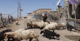 Siirtte Aşılama İle Hayvan Ölümleri Minimuma İndirildi