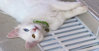 (Özel) Vanda Yüzücü Kediler Yetiştirilecek