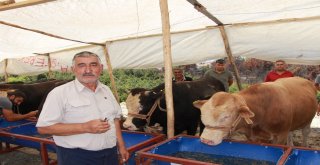 Manavgatta Kurban Pazarı Açıldı